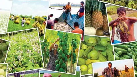 Bangladeshi Agro Products