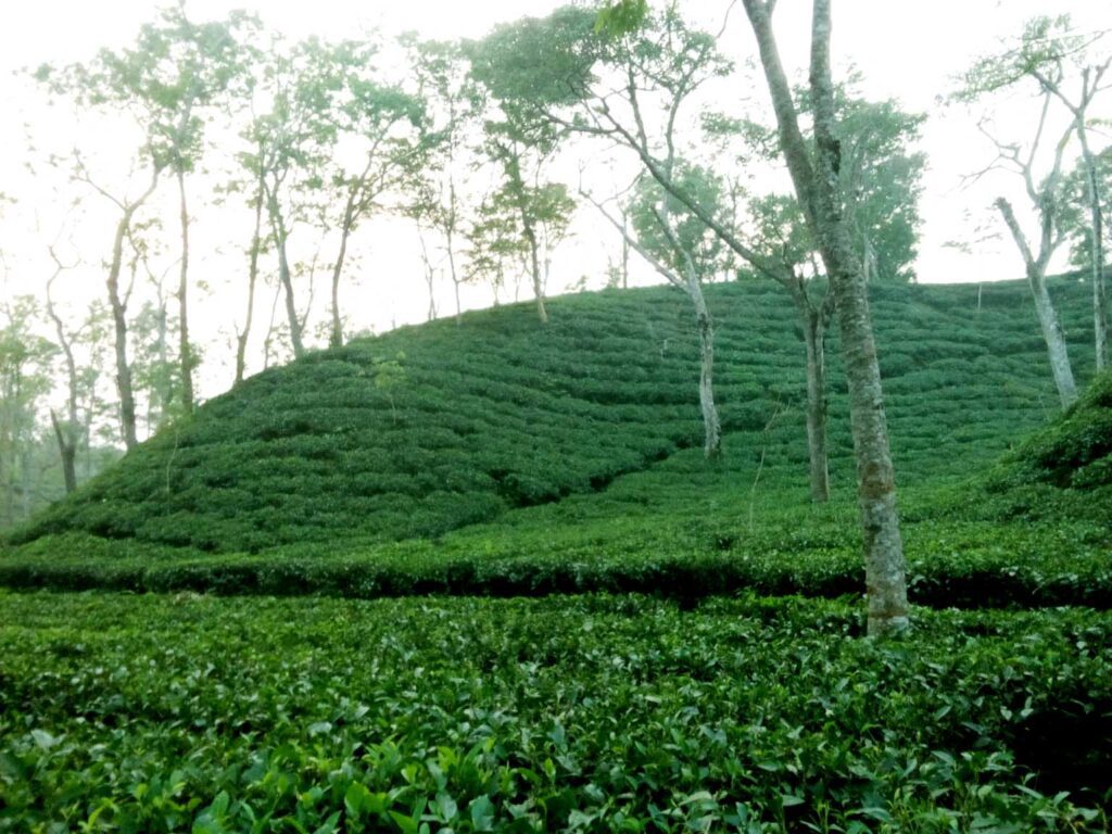 Import Tea from Bangladesh