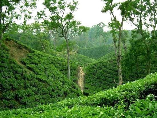 Sourcing Premium Green Tea & Teas from Bangladesh